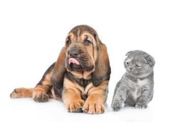 Bloodhound puppy and kitten together. isolated on white background