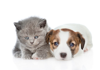 Obraz premium Cute kitten with puppy Jack Russell. isolated on white background