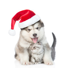 Fototapeta na wymiar Puppy in red christmas hat hugging a kitten. isolated on white background