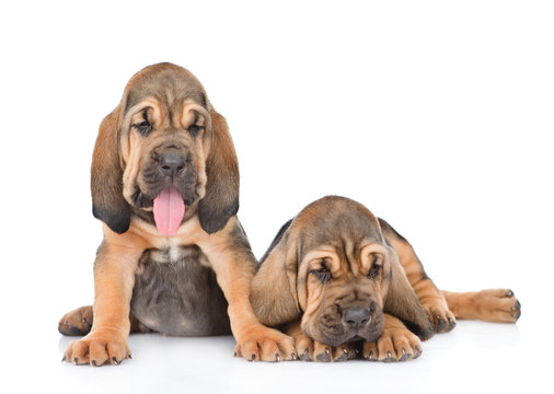 Two bloodhound puppies together. Isolated on white background