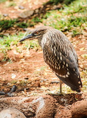Juvenile black-crowned night heron (Nycticorax nycticorax)