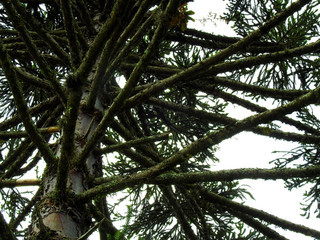 Araucaria angustifolia