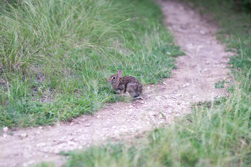 Rabbit on the path in the park