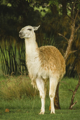 llama animal wild life america