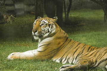 tiger wild animals