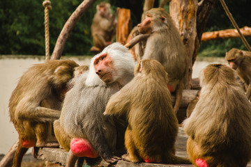 monkey papio hamadryas wild animals