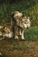 Naklejka na ściany i meble wolf in america, wild animals and the gray wolf