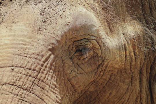 Close up image of an elephants face