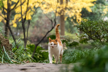 Fototapeta premium Cat in Fall