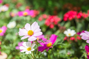 Close-Up Of Pink Flower Blooming Outdoors,shot in Shanghai,China.