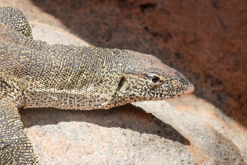 Monitor Lizard