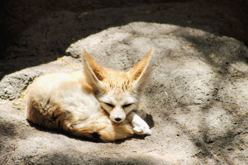 The fennec fox (Vulpes zerda) or fennec is a small nocturnal fox found in the Sahara of North...