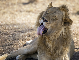 Beautiful lion king taken in Serengeti national park, Tanzania