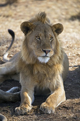 Beautiful lion king taken in Serengeti national park, Tanzania