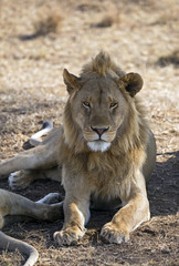 Beautiful lion king taken in Serengeti national park, Tanzania