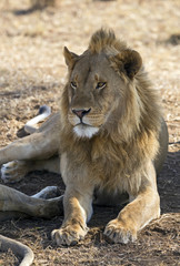 Beautiful lion king taken in Serengeti national park, Tanzania
