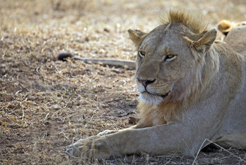 Beautiful lion king taken in Serengeti national park, Tanzania