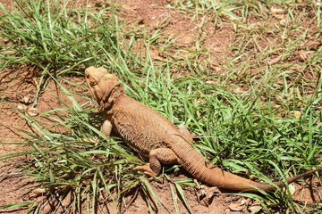 Close up image of a Pogona - common name bearded dragon