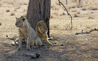 Very rare image of two male lion together, Tanzania