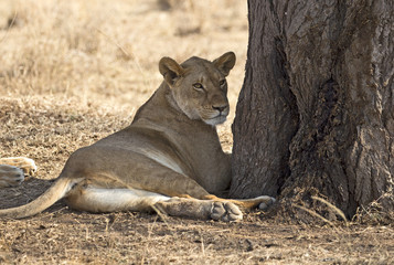 Female lion under a tree