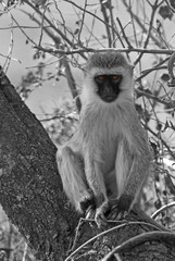 Black and white vervet monkey on a branch