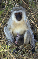 Female monkey with her baby sucking milk