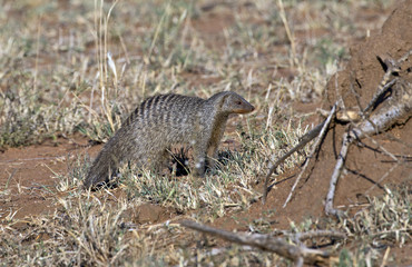 African mongoose