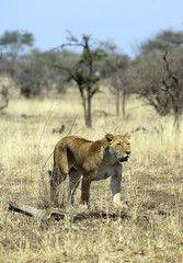 Lioness walking in Serengeti national park, Tanzania