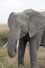 Fototapeta na wymiar Closeup of a big elephant