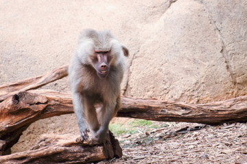 The hamadryas baboon - a species of baboon from the Old World monkey family.