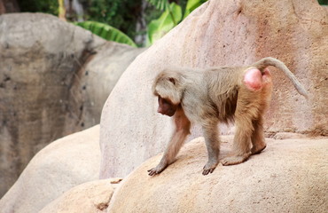 The hamadryas baboon - a species of baboon from the Old World monkey family.