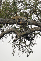 Leopard on a tree taken in Serengeti national park, Tanzania