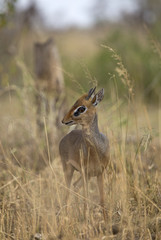 Little Dik-dik taken in Serengeti national park, Tanzania