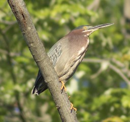 Green Heron Perching on Branch
