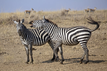 Fototapeta na wymiar Group of wild zebras in Serengeti national park, Tanzania