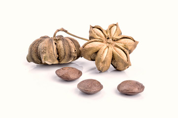 Image of sacha inchi peanut seed