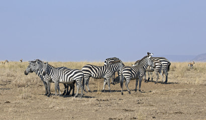 Group of wild zebras in Serengeti national park, Tanzania