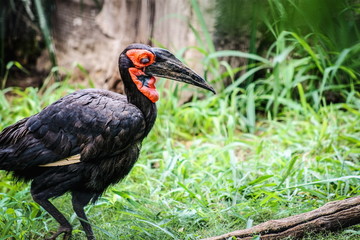  Southern ground hornbill (Bucorvus leadbeateri)