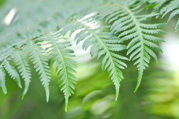 Golden Moss or Chain Fern ( Cibotium barometz )