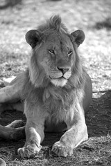 Wild lion portrait, black and white image