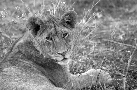 Young lion portrait, black and white image