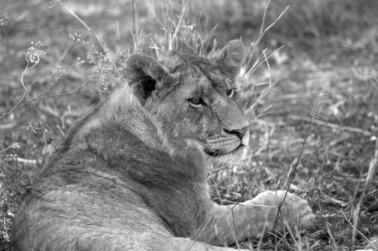 Young lion portrait, black and white image