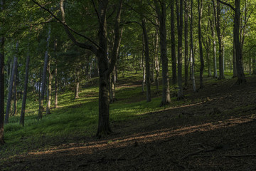 Big slope in dark leaf forest in summer