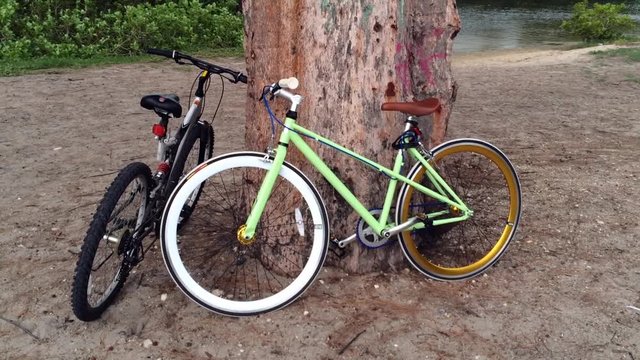 Two bicycles parked under a tree by a lake