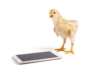 Chick with smartphones