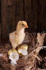 golden eggs and baby chick in a nest