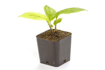 young green seedling passiflora plant in clay flowerpot