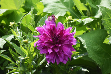 Purple flower on green background