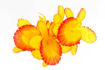 plastic flowers isolated on background