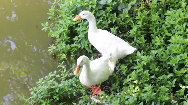 Double gooses standing beside the pond, stock video